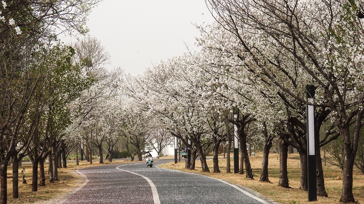 樱花盛开的季节