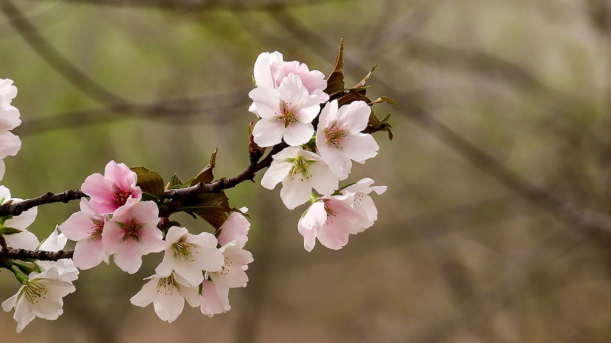 樱花盛开的季节