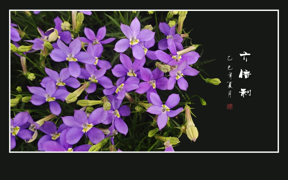 草尖上盛开紫星星