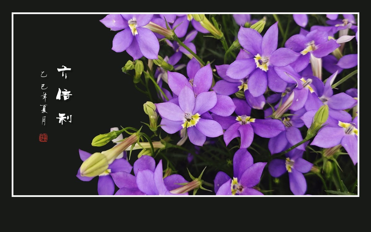 草尖上盛开紫星星