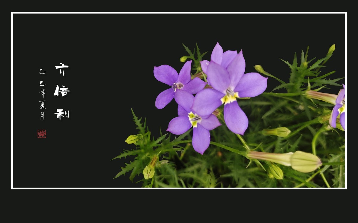 草尖上盛开紫星星