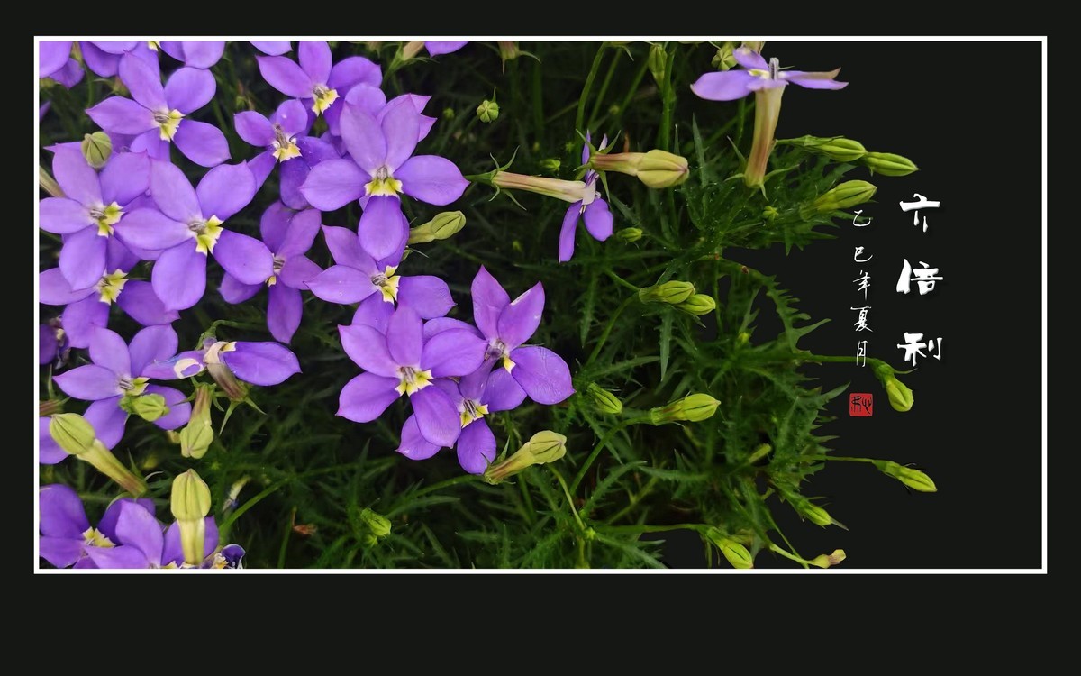 草尖上盛开紫星星