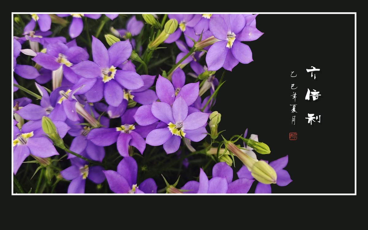 草尖上盛开紫星星