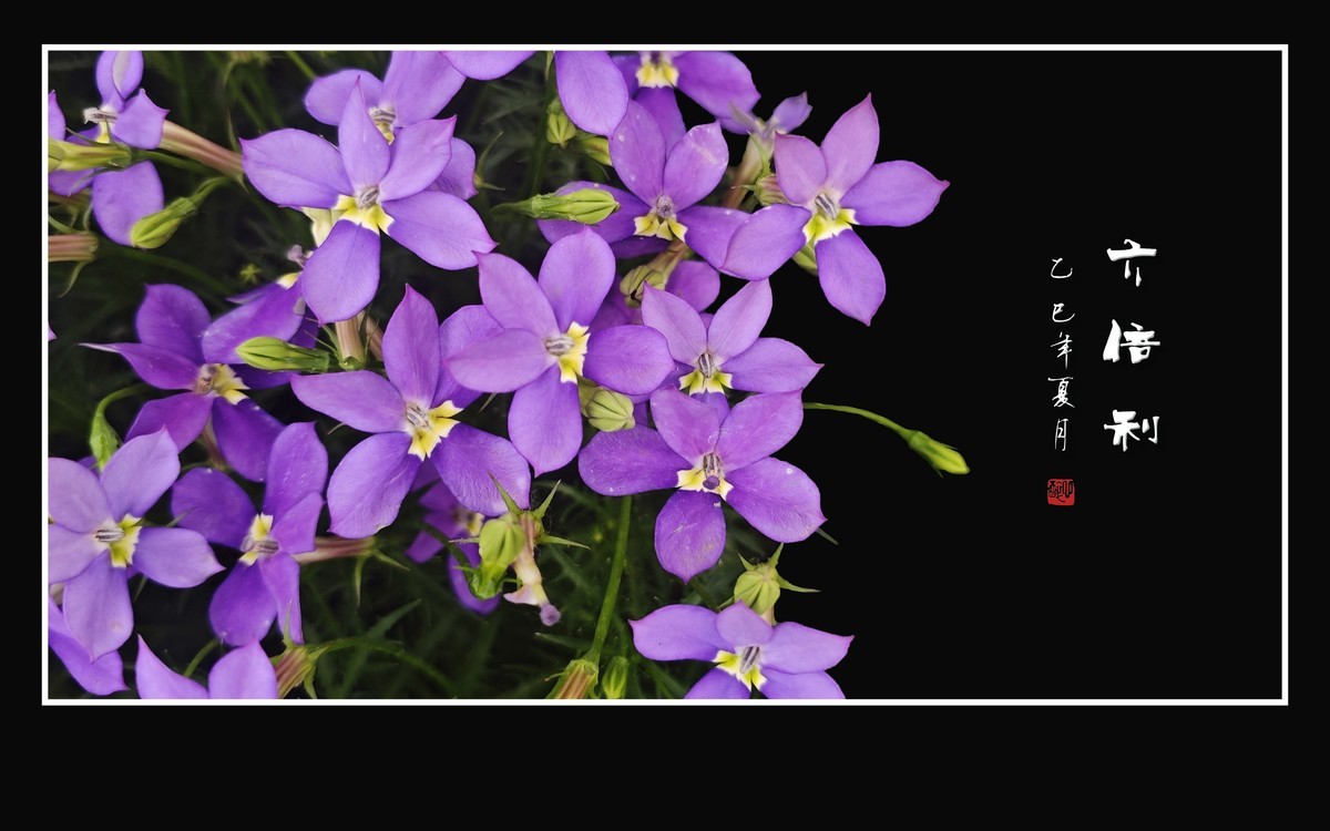 草尖上盛开紫星星