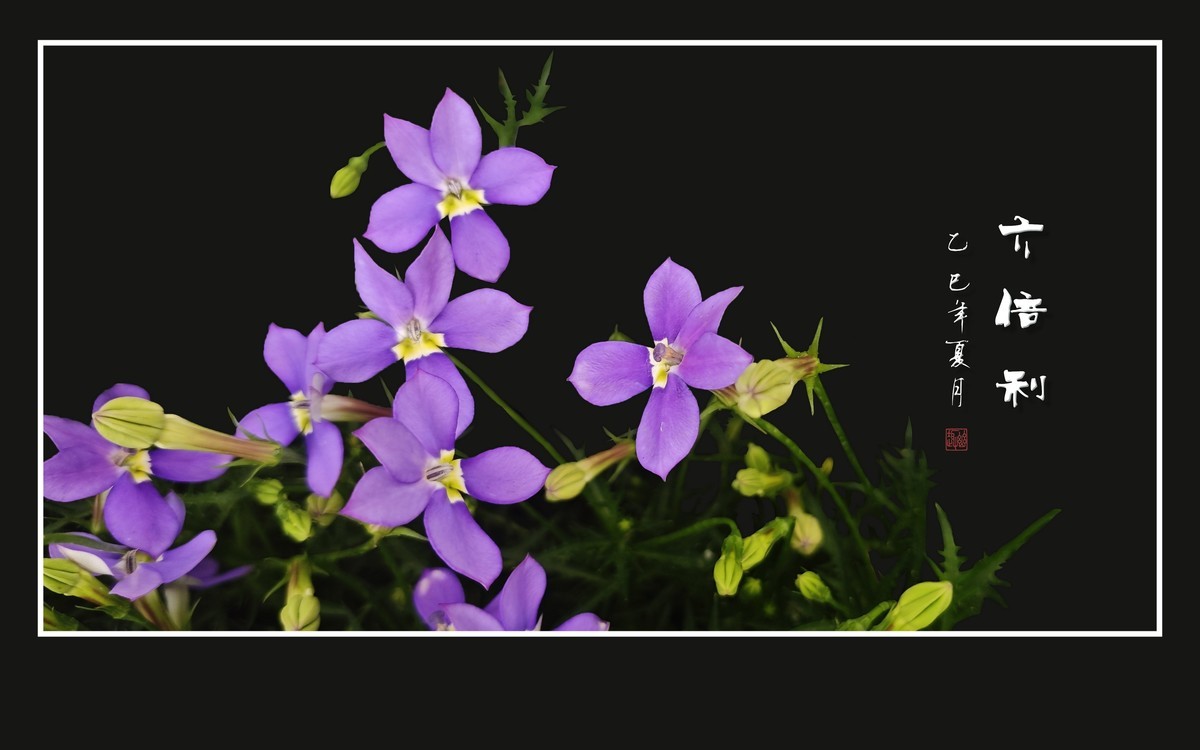 草尖上盛开紫星星