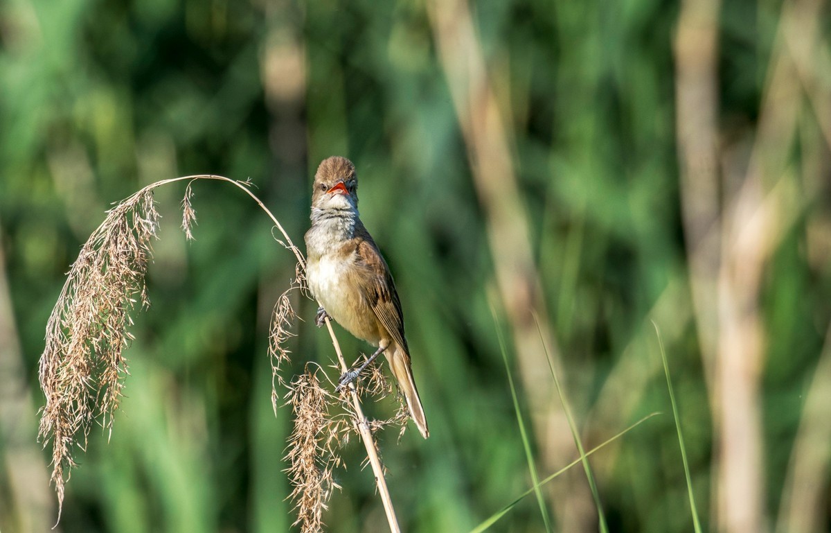 爱唱歌的大苇莺（十八）