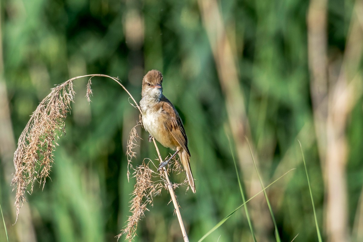爱唱歌的大苇莺（十八）