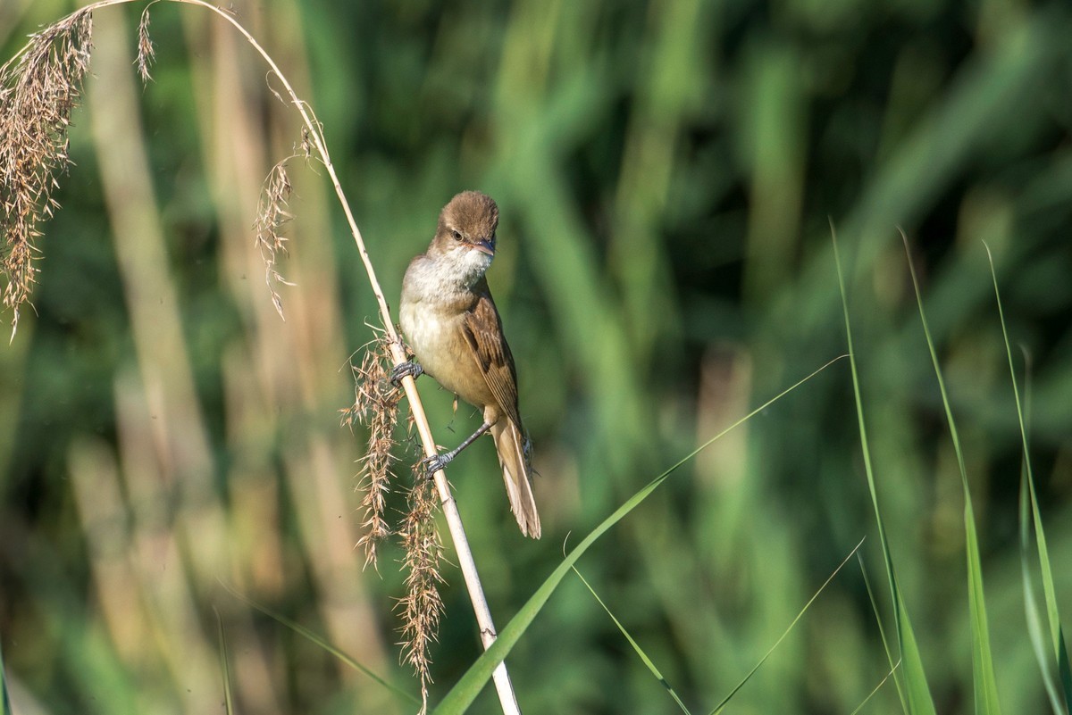 爱唱歌的大苇莺（十八）