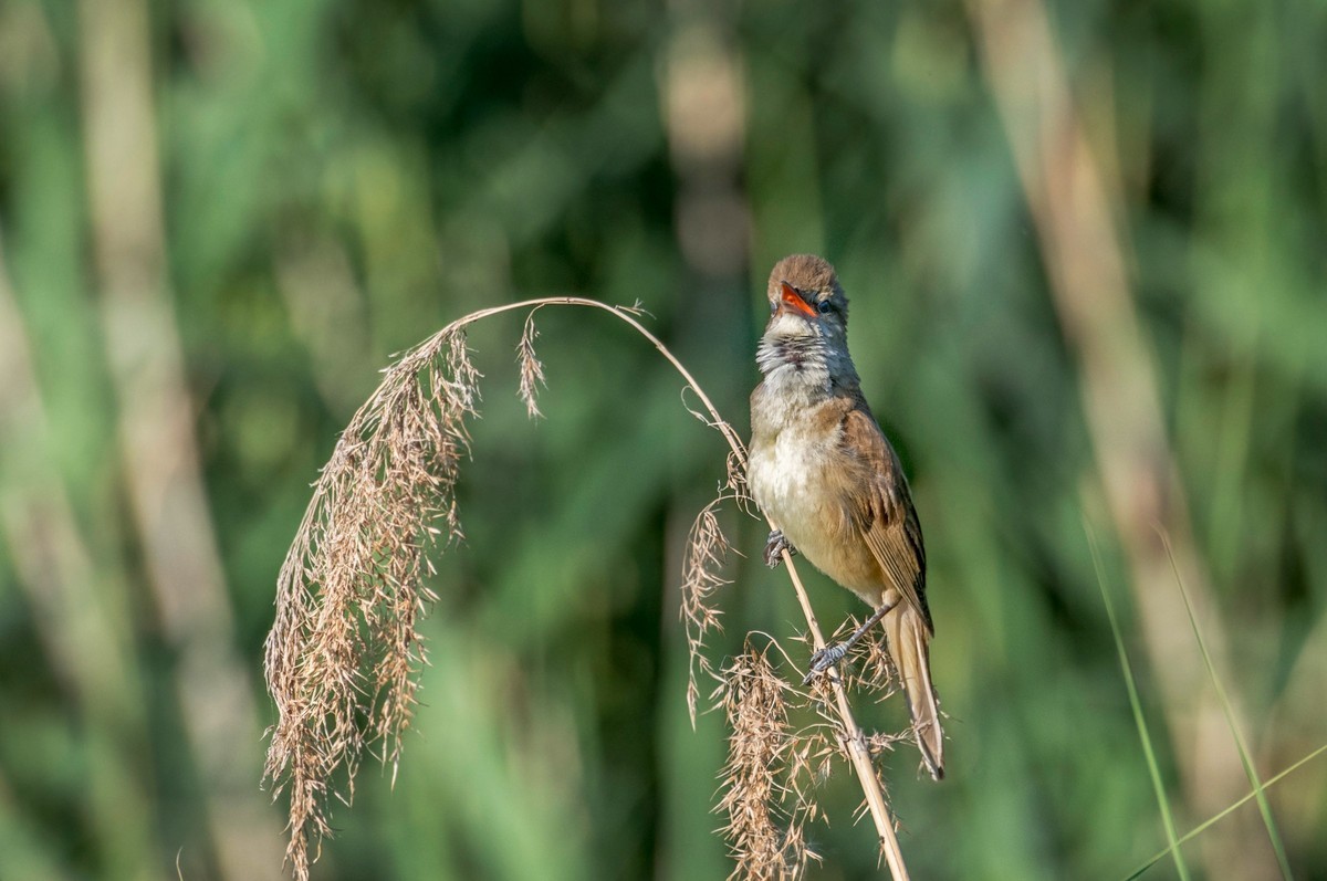 爱唱歌的大苇莺（十八）