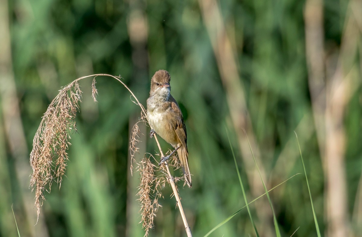 爱唱歌的大苇莺（十八）