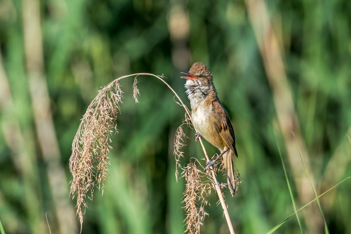 爱唱歌的大苇莺（十八）