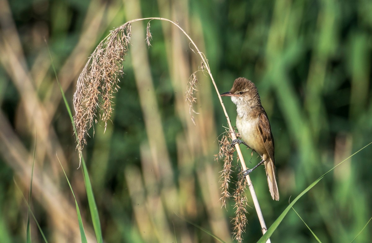 爱唱歌的大苇莺（十八）