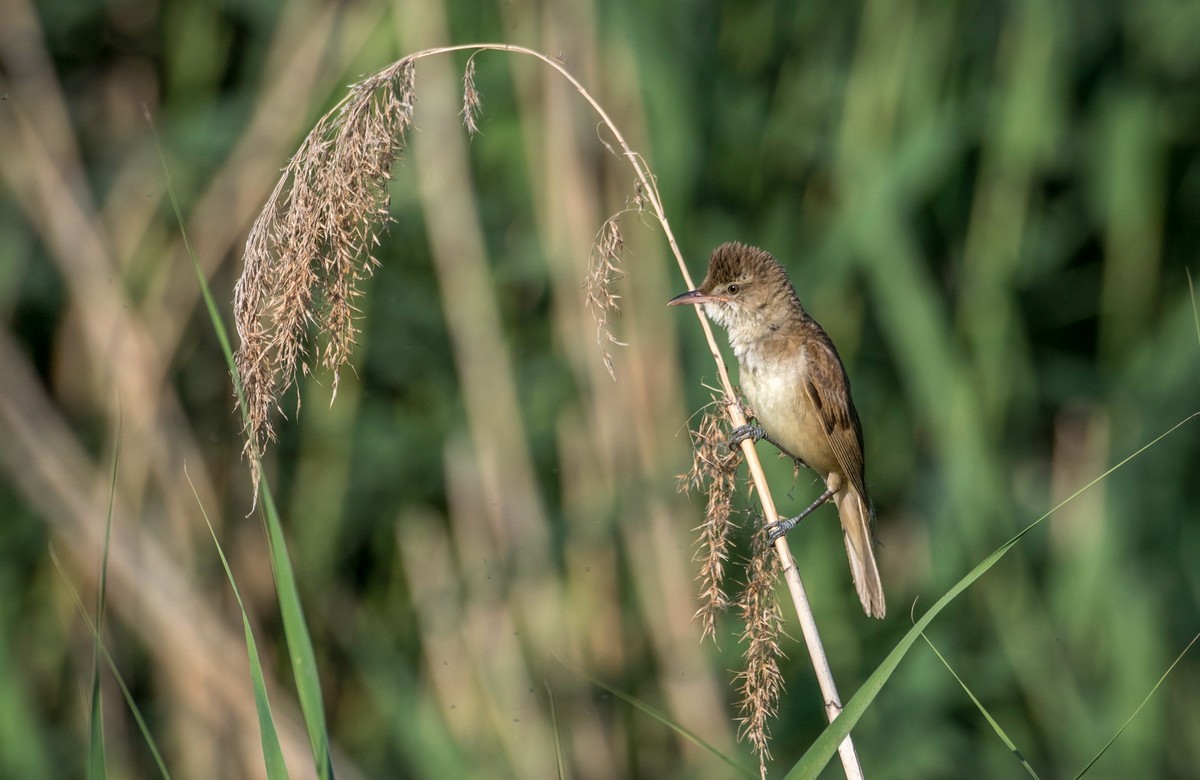 爱唱歌的大苇莺（十八）