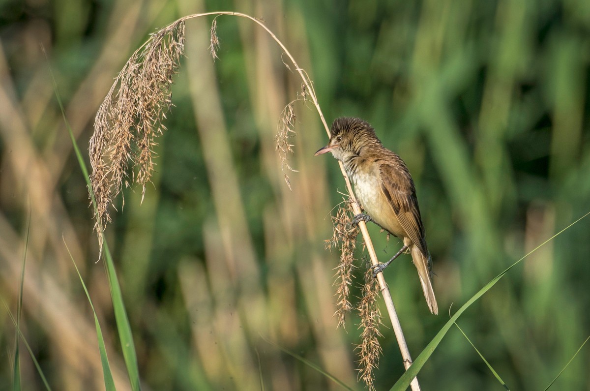 爱唱歌的大苇莺（十八）