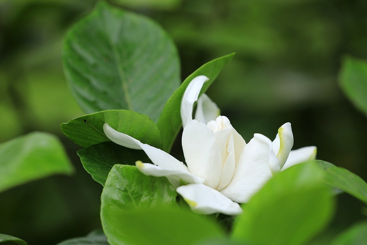 梔子花【一】2025.140