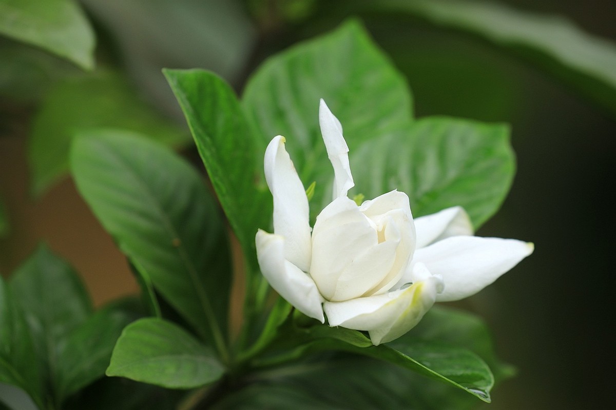 梔子花【一】2025.140