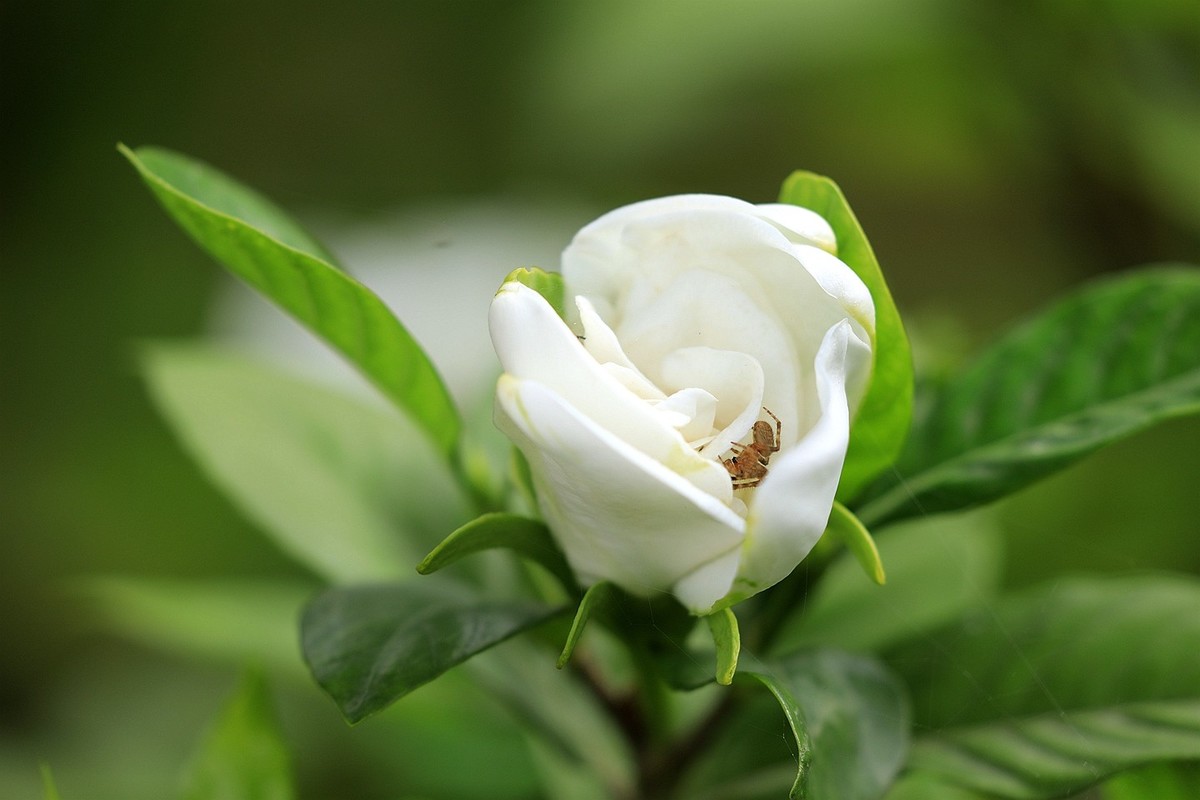 梔子花【一】2025.140