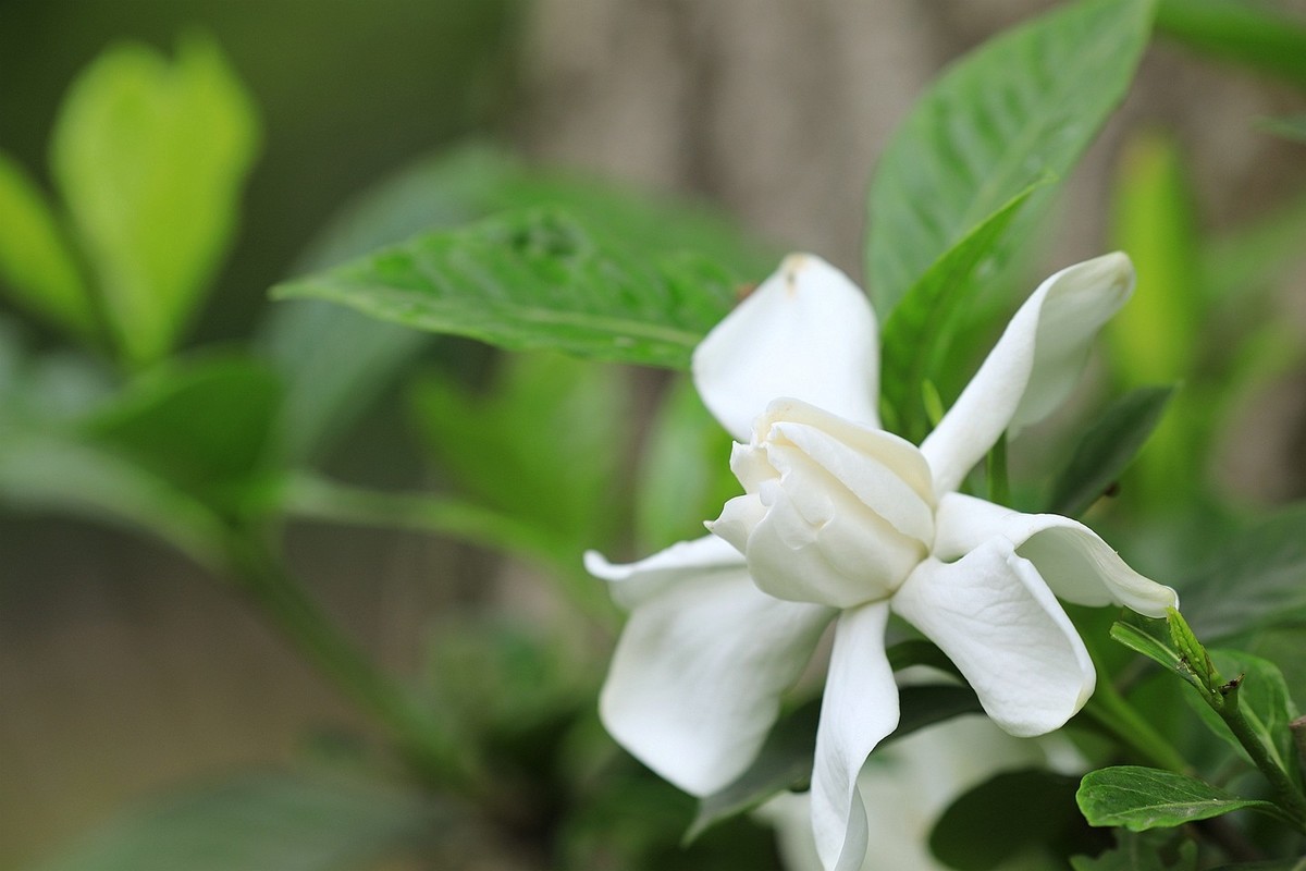 梔子花【一】2025.140