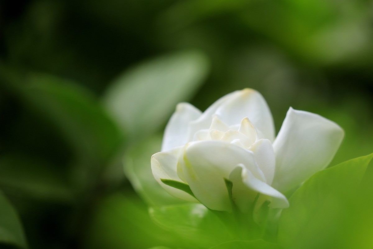 梔子花【一】2025.140