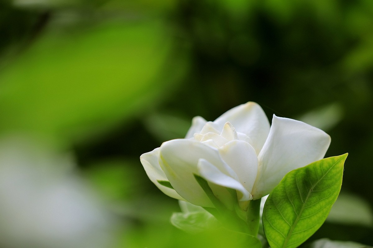 梔子花【一】2025.140