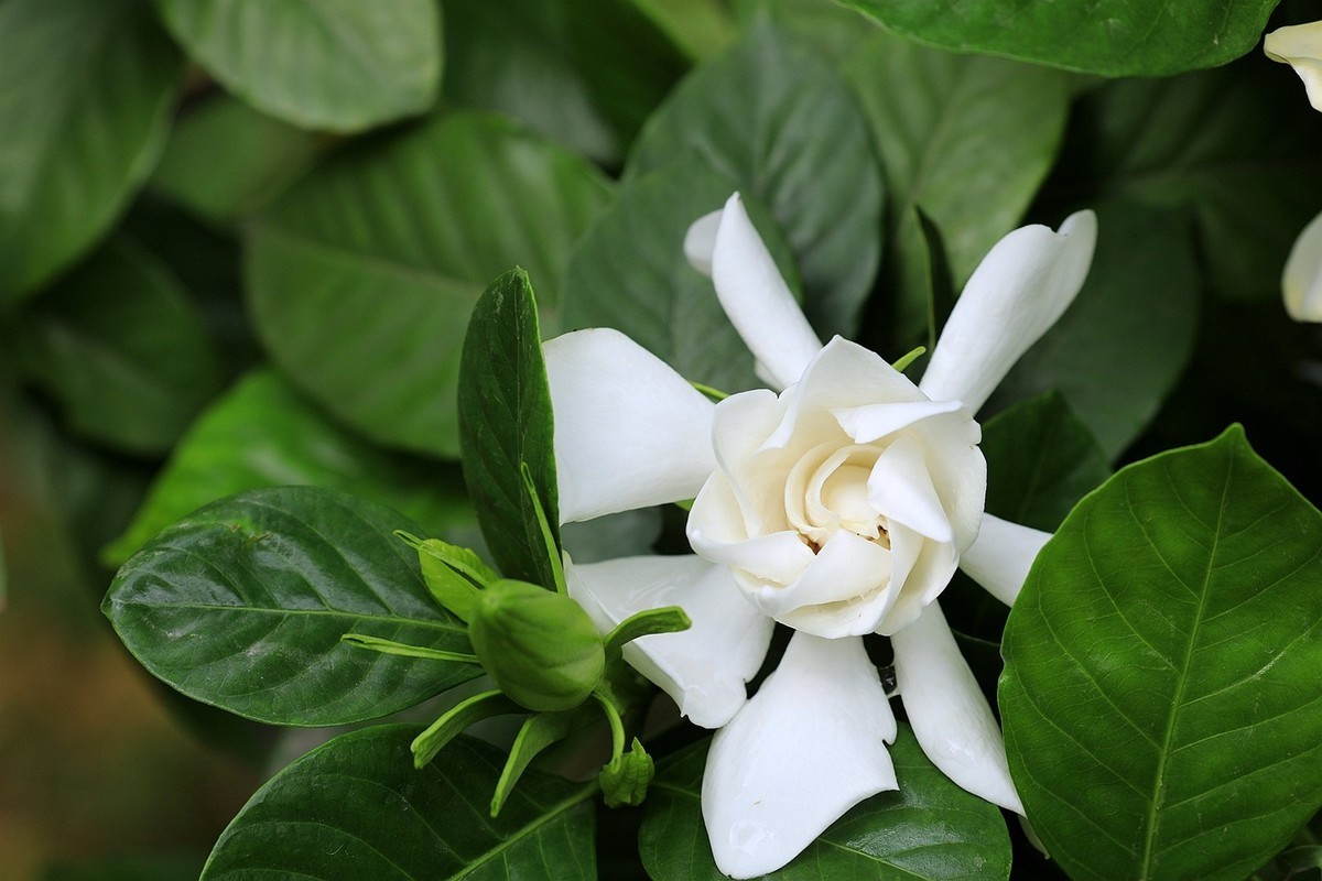 梔子花【一】2025.140