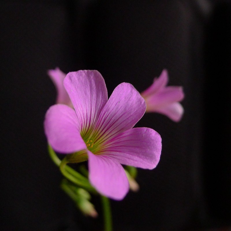酢浆草（学名：Oxalis corniculata L.）