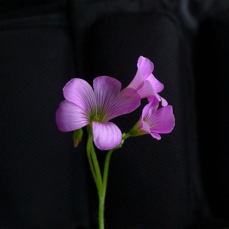 酢浆草（学名：Oxalis corniculata L.）