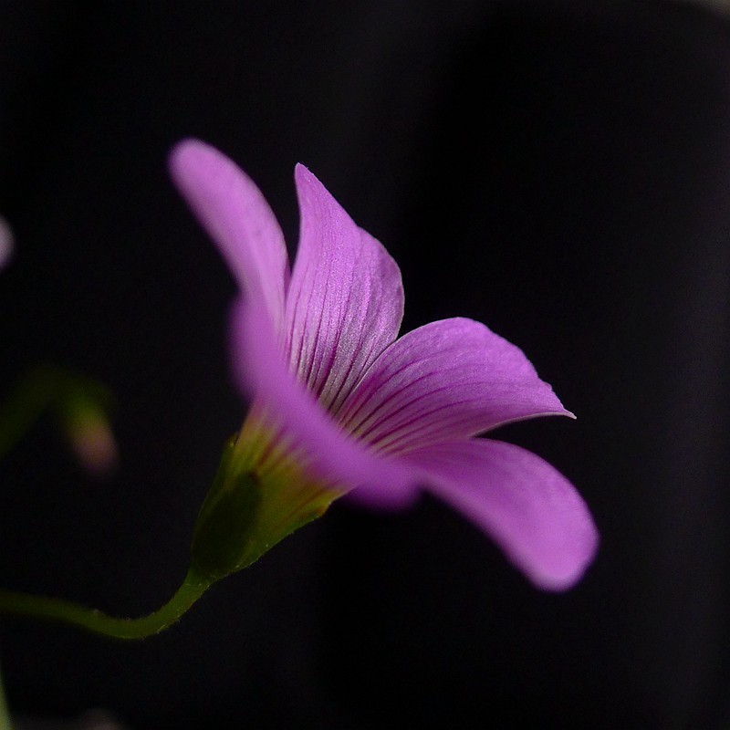 酢浆草（学名：Oxalis corniculata L.）