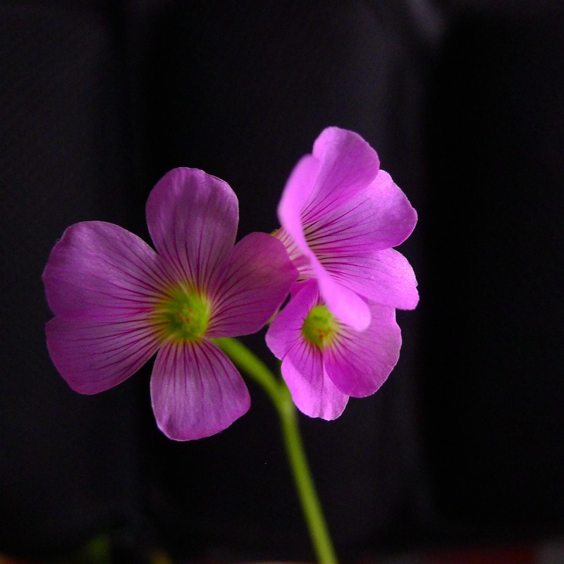 酢浆草（学名：Oxalis corniculata L.）
