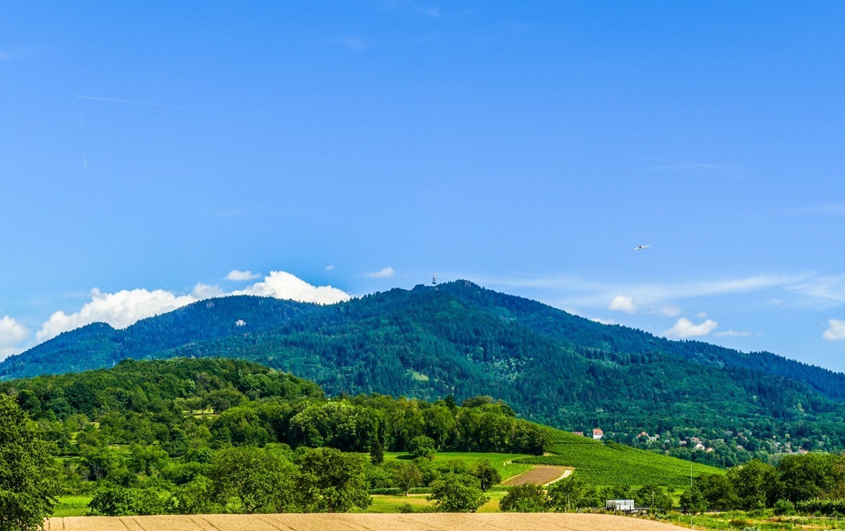 夏在田园