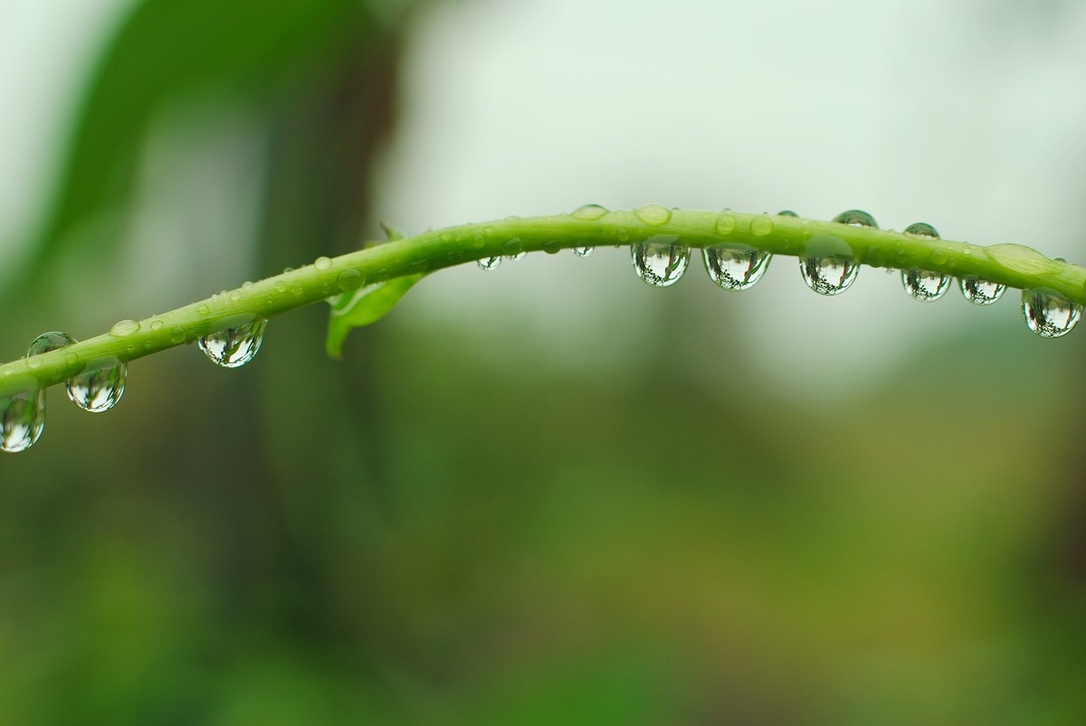某宝弄了个4X近摄镜，发几张，感觉还可以。还有两张杂片。