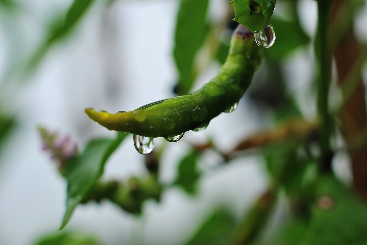 某宝弄了个4X近摄镜，发几张，感觉还可以。还有两张杂片。