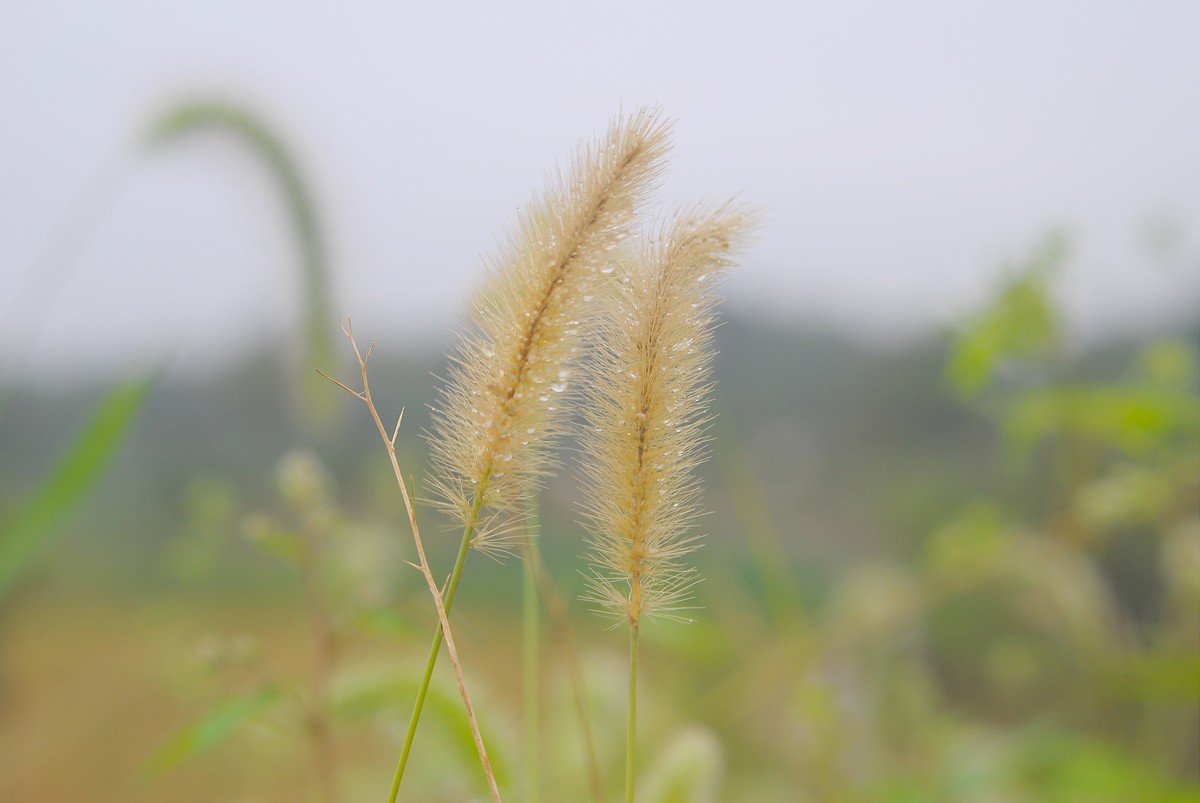某宝弄了个4X近摄镜，发几张，感觉还可以。还有两张杂片。