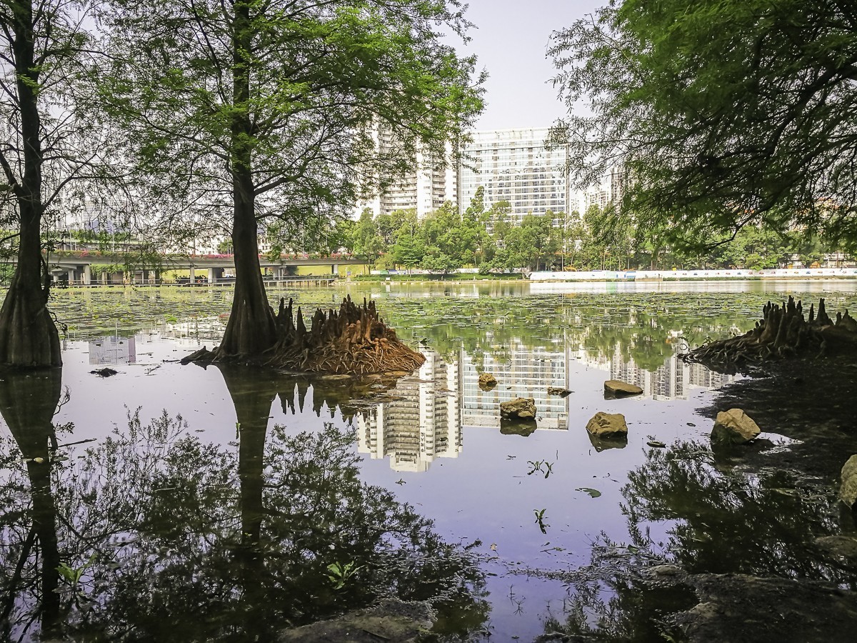 深圳洪湖公园 ～ 掠影
