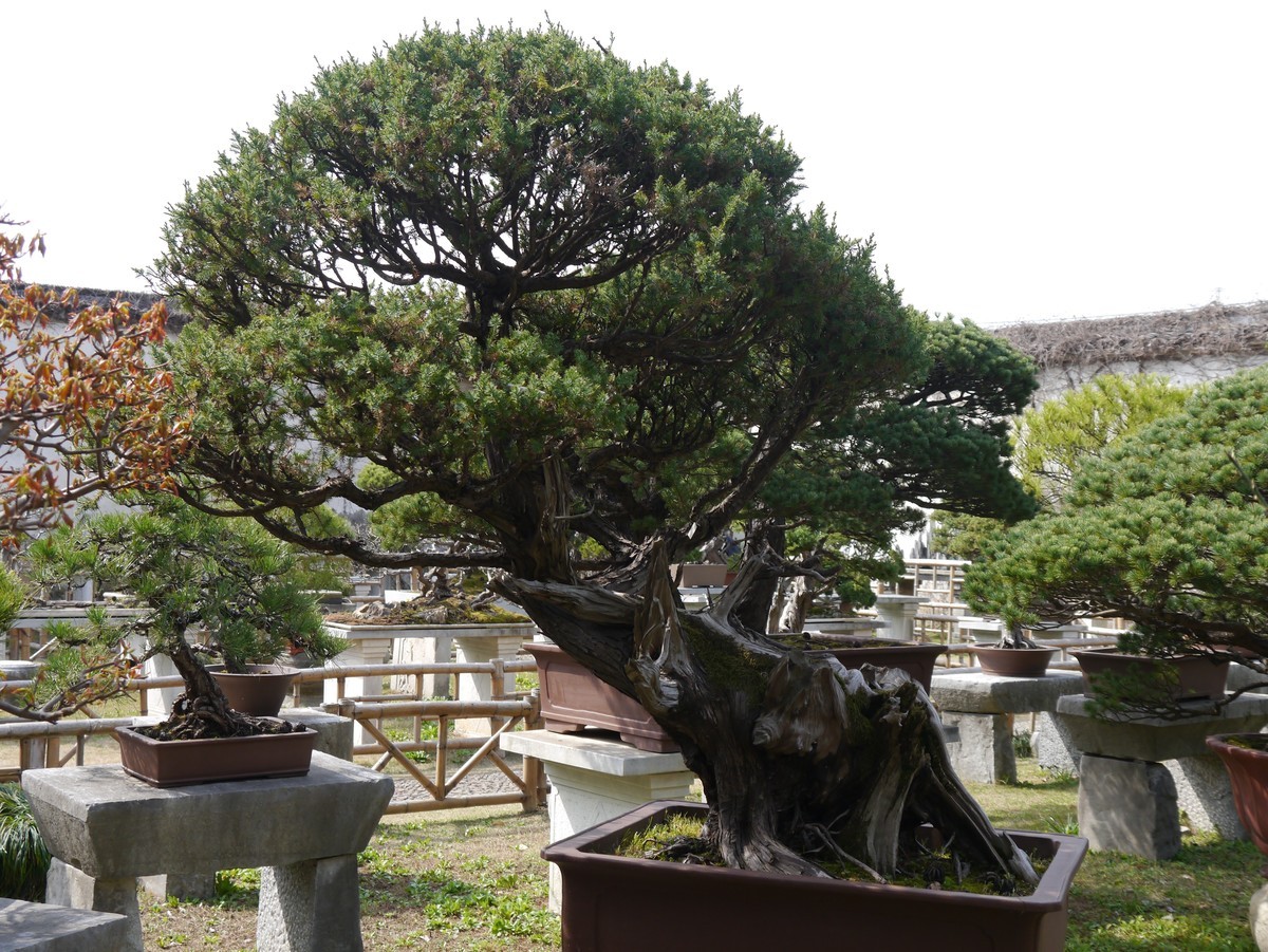 江南行之苏州篇--留园赏景（5）