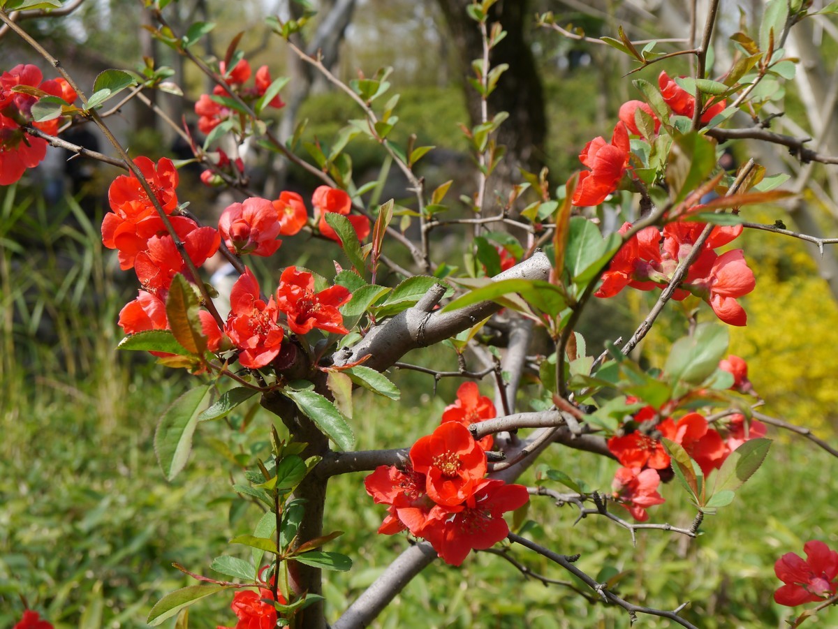 江南行之苏州篇--留园赏景（5）