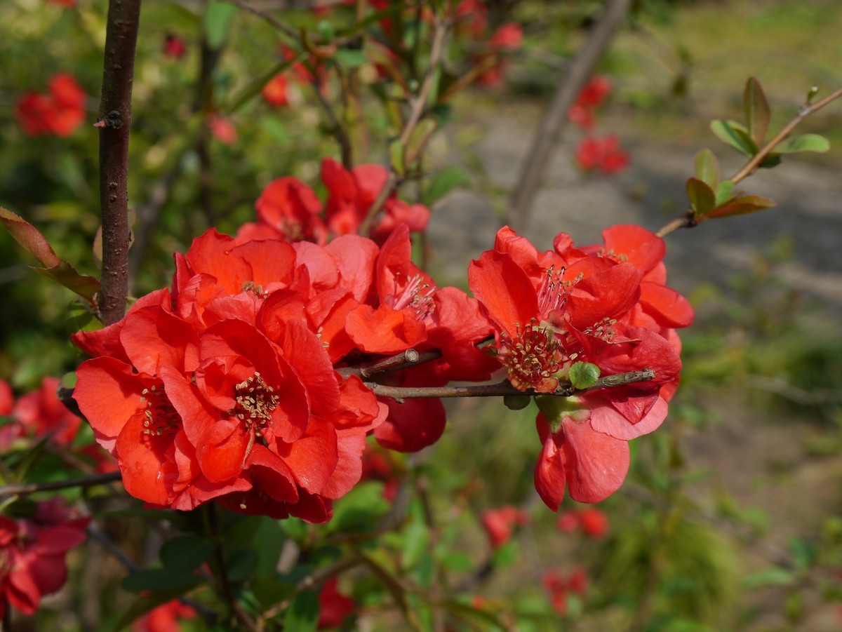 江南行之苏州篇--留园赏景（5）