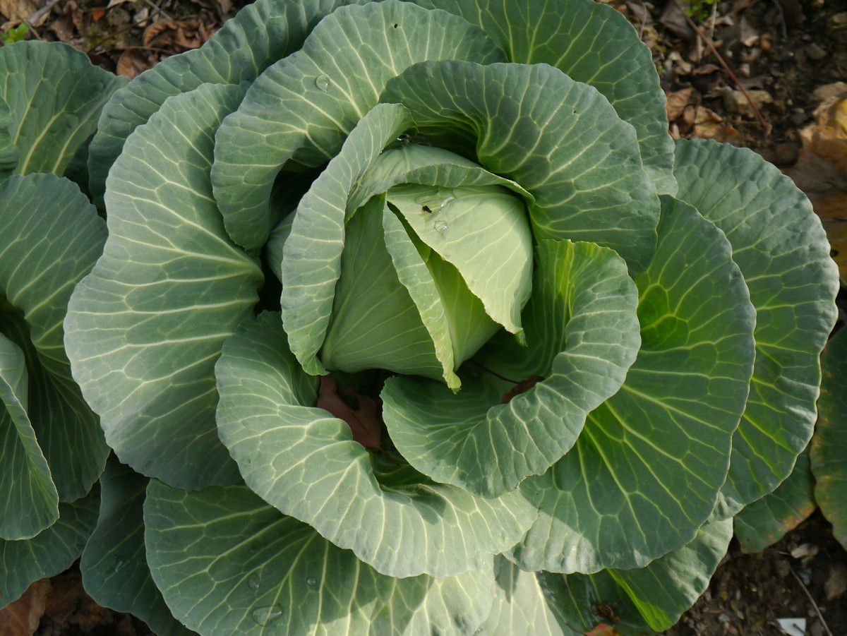 江南行之苏州篇--探访寒山寺
