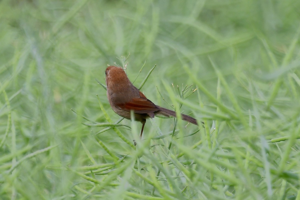 棕头鸦雀
