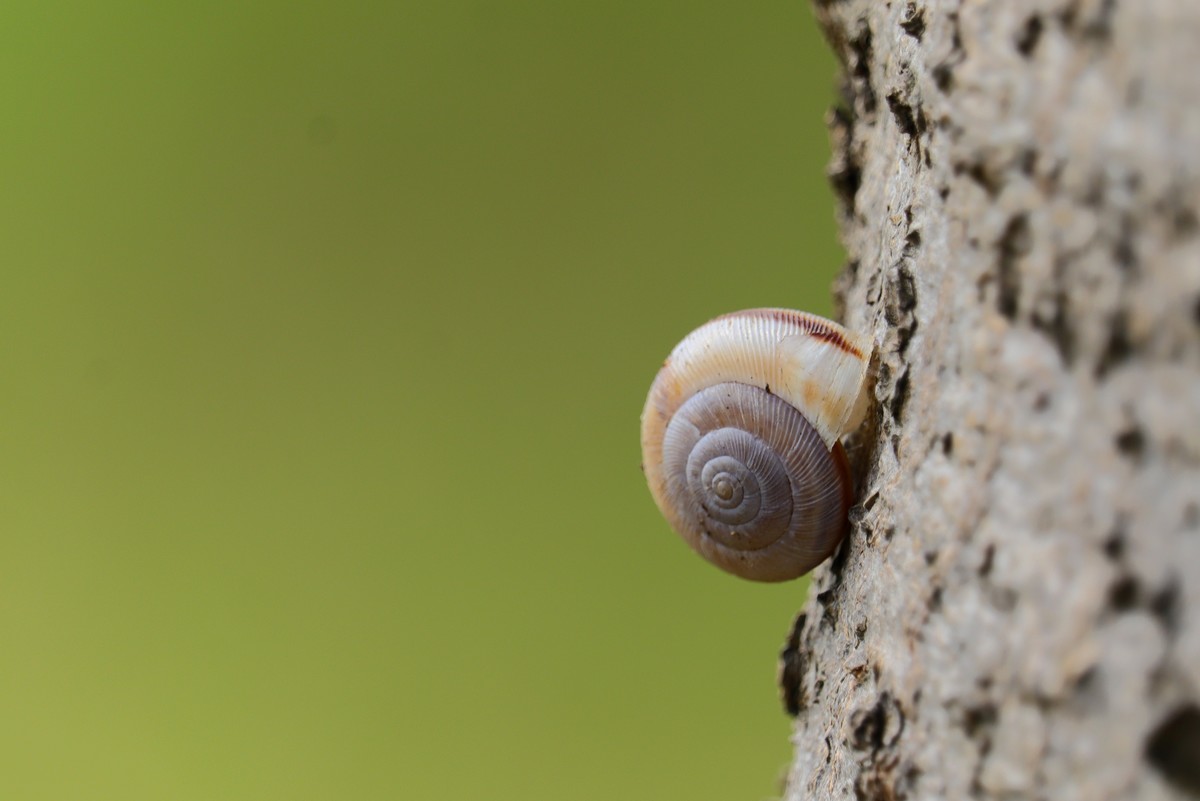 树上的蜗牛壳