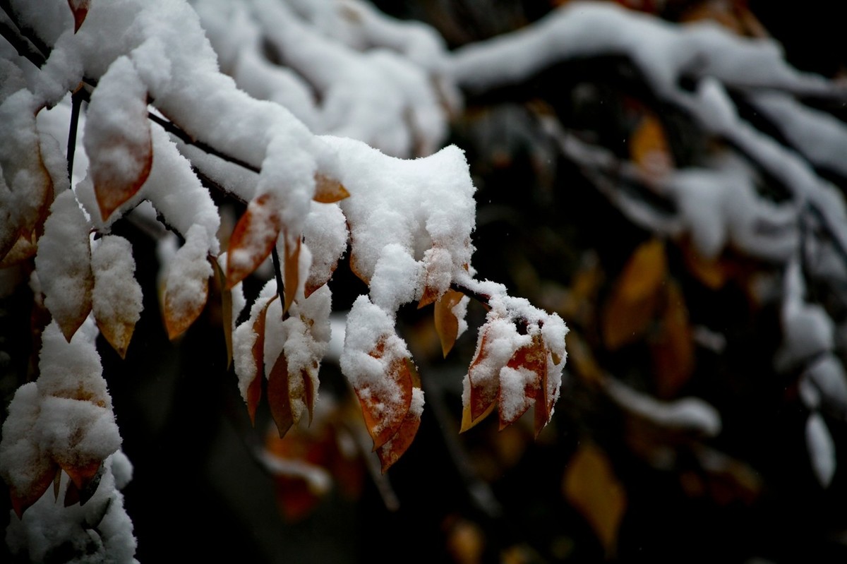 初雪——公园小景