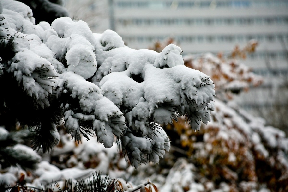 初雪——公园小景