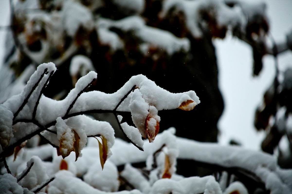 初雪——公园小景