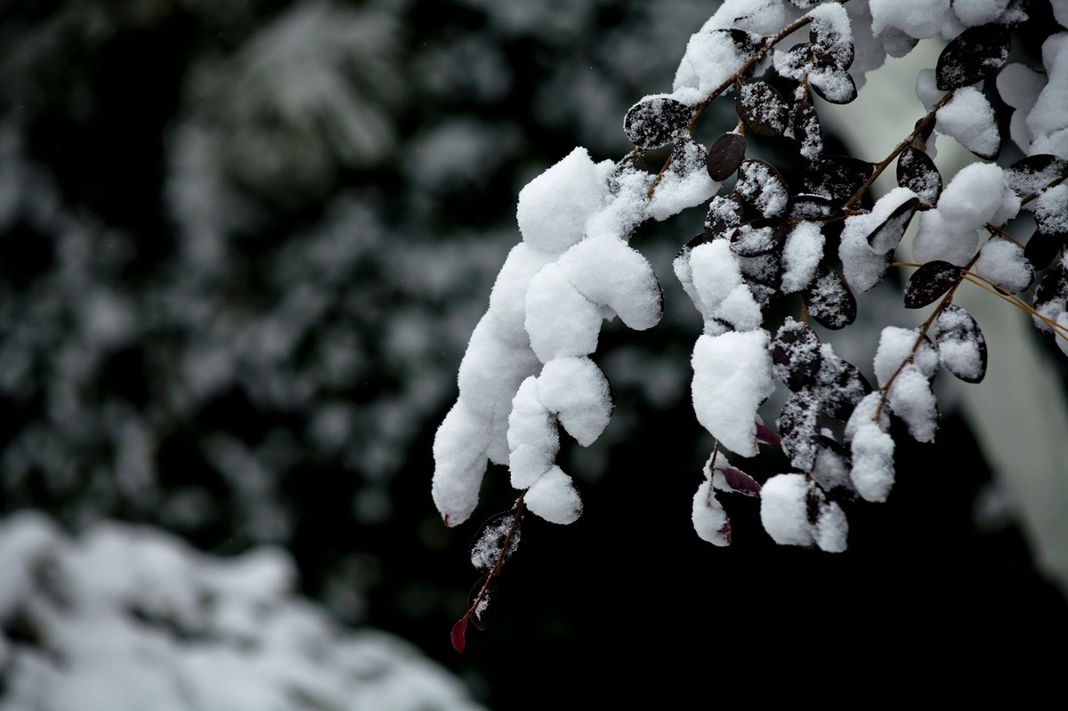 初雪——公园小景