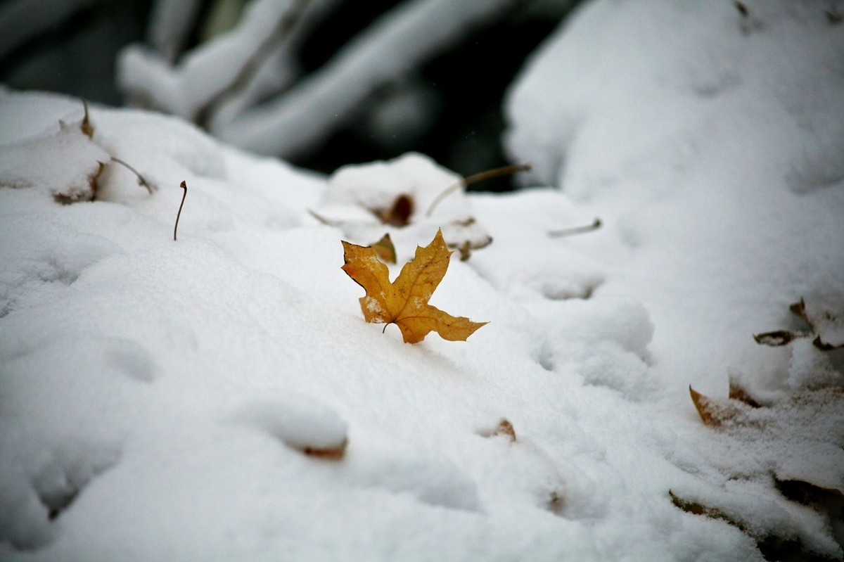 初雪——公园小景