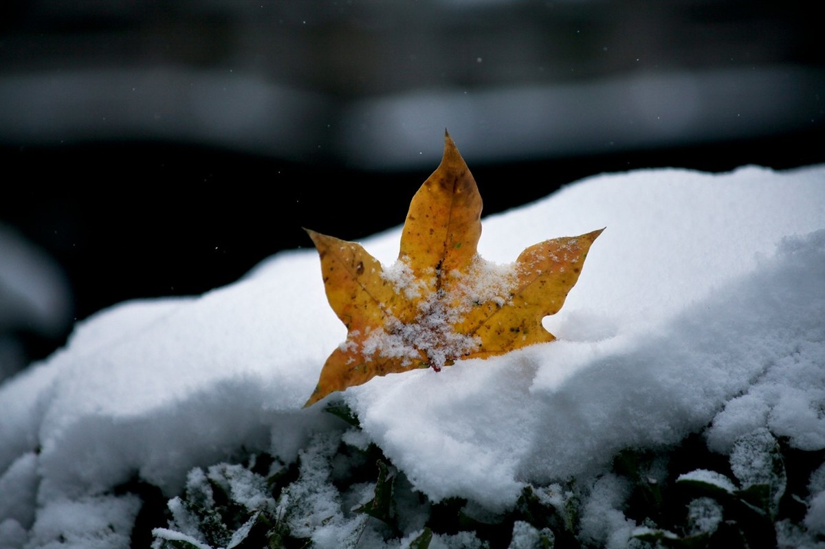 初雪——公园小景