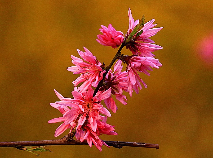 05《不老松：纪实摄影》春莭给大家发点漂亮的花片：菊花桃！ (2)