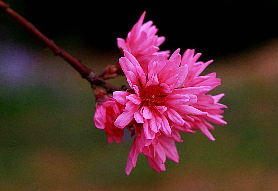 05《不老松：纪实摄影》春莭给大家发点漂亮的花片：菊花桃！ (2)