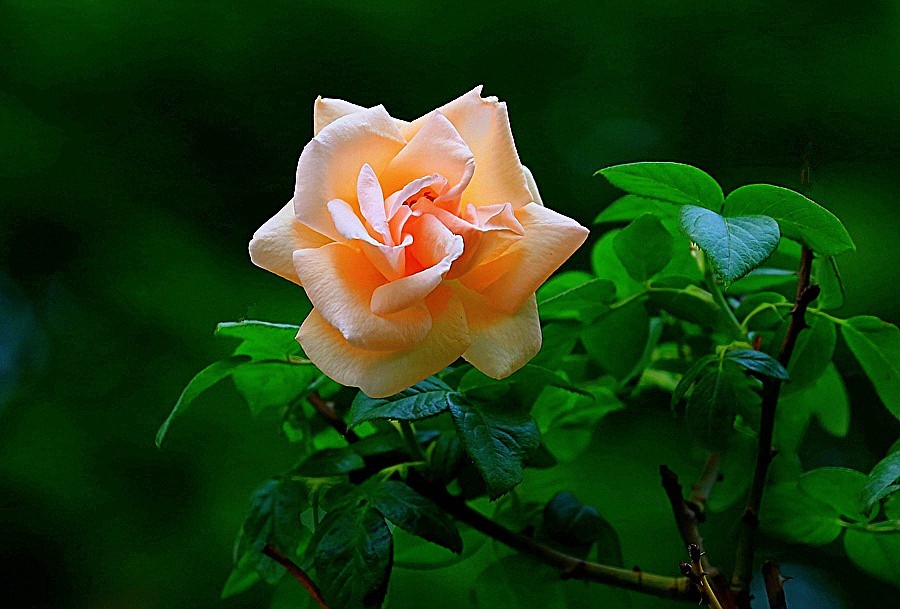 《不老松：纪实摄影》春莭给大家发点漂亮的花片：月季3