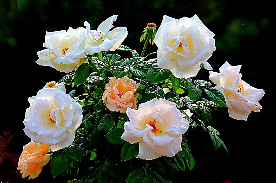 《不老松：纪实摄影》春莭给大家发点漂亮的花片：月季3